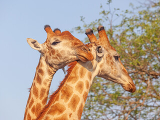 Giraffe Pair in Kruger Park