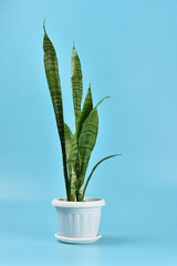 Houseplant succulent Sansevieria on blue background