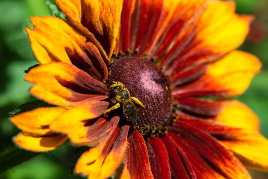 Bee Pollen Flower