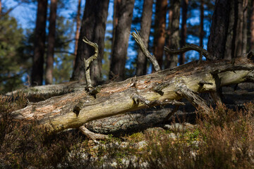 Fototapeta premium forest in shadows