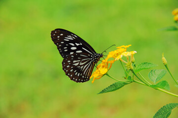 Black butterfly sits on yellow flower