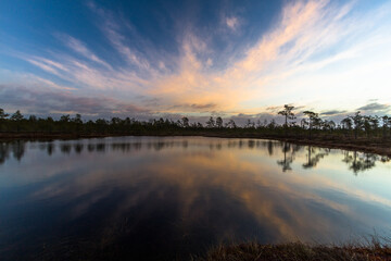 Swamp on a sunny day in great colors