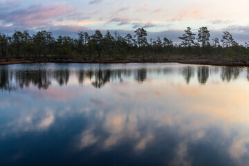 Swamp on a sunny day in great colors