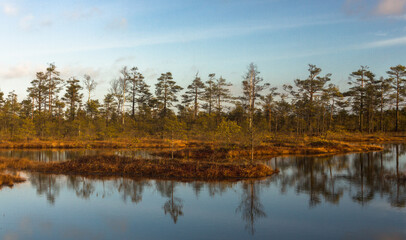 Fototapeta na wymiar Swamp on a sunny day in great colors