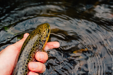 Moody pictured of Trout fishing trip in wild river. Green nature.