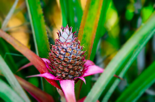 close up of pineapple flower