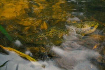Moody pictured of Trout fishing trip in wild river. Green nature.