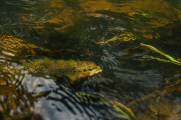 Moody pictured of Trout fishing trip in wild river. Green nature.