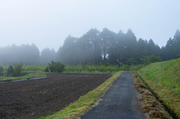 Fototapeta na wymiar 夜明けの山間部の農村地帯の朝靄