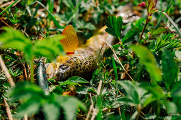 Moody pictured of Trout fishing trip in wild river. Green nature.