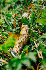 Moody pictured of Trout fishing trip in wild river. Green nature.