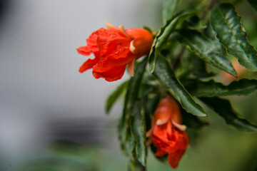 Pomegranate flowers.