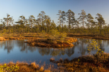Swamp on a sunny day in great colors