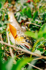 Moody pictured of Trout fishing trip in wild river. Green nature.