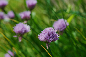 wild meadow pink flowers on a morning background of sunlight.