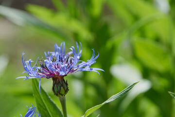 wild meadow pink flowers on a morning background of sunlight.