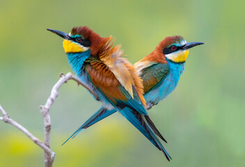 European bee eaters on the branch