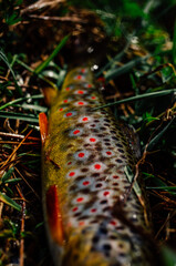 Moody pictured of Trout fishing trip in wild river. Green nature.