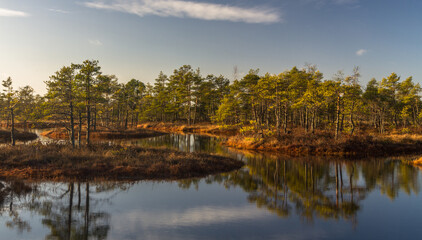 Obraz premium Swamp on a sunny day in great colors