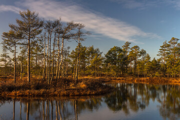 Fototapeta premium Swamp on a sunny day in great colors