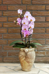 Beautiful pink orchid in a flowerpot - phalaenopsis