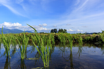 田植え後の水田風景　秋田県　6月　青空