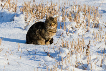 Cats on the street in greece