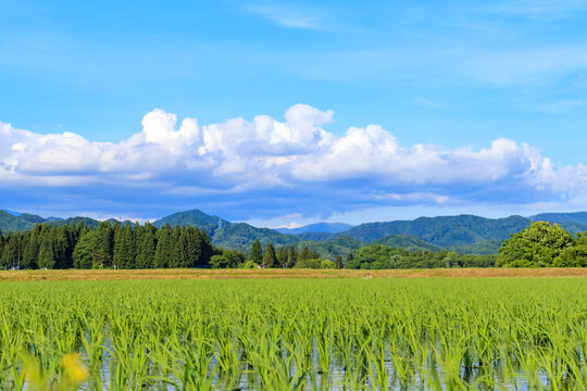 田植え後の水田風景　秋田県　6月　青空