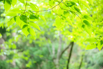 Obraz premium 森の中 爽やかな森林 イメージ