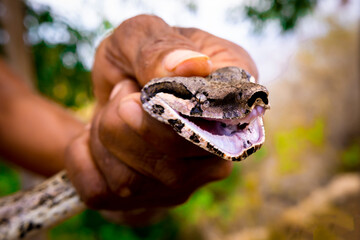 snake in hand