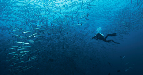 In a fishschool of barracudas. Moluccas islands, one of the best diving spots I've seen.