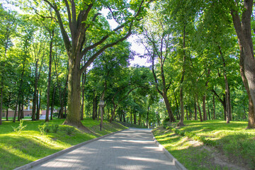 Alley in the Park on a summer morning.