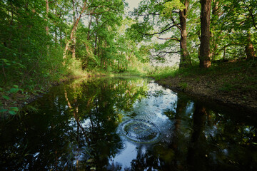 summer landscape with blooming flowers. white daisies and purple blueberries bloom on the field. panoramic summer view of wild flowers blooming in a meadow