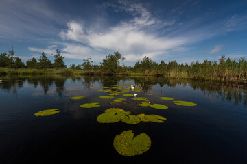 water lilies on the lake with reflections in the water on a sunny summer day