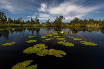 water lilies on the lake with reflections in the water on a sunny summer day