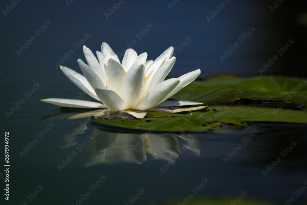 Wall mural water lilies on the lake with reflections in the water on a sunny summer day