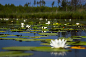 Obraz na płótnie Canvas water lilies on the lake with reflections in the water on a sunny summer day