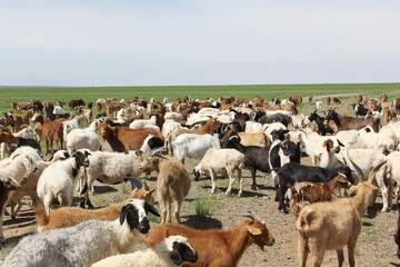 A lot of goats are on a vast meadow.