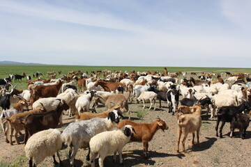 A lot of goats are on a vast meadow.
