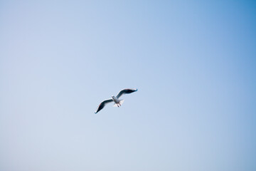 seagull in flight against the blue sky