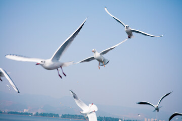 Seabirds flying over the sea

