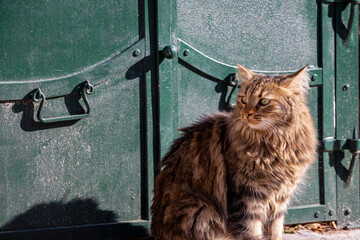 Stray cat in front of green background.
