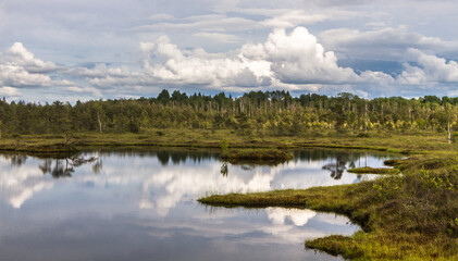 Swamp on a sunny day in great colors