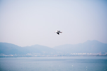 Fototapeta na wymiar Seabirds flying over the sea 