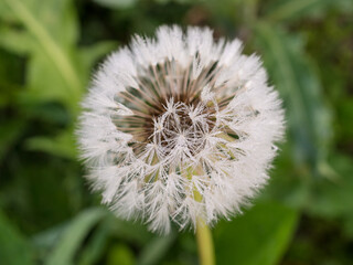 dandelion with dew drops