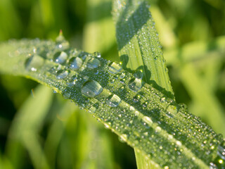 grass with raindrops