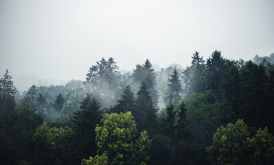 Obraz na płótnie Canvas Mischwald im Nebel - Banner mit viel Textfreiraum