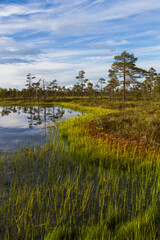 Swamp on a sunny day in great colors