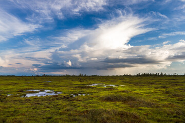 Swamp on a sunny day in great colors