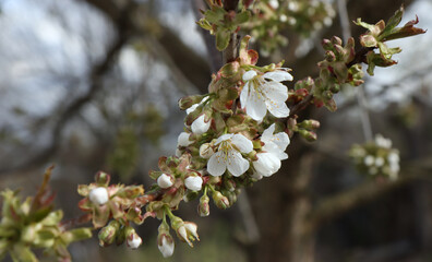 Cherry tree branch with flowers.